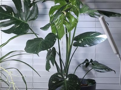 Monstera Deliciosa Thai Constellation - Live Plant with Variegation