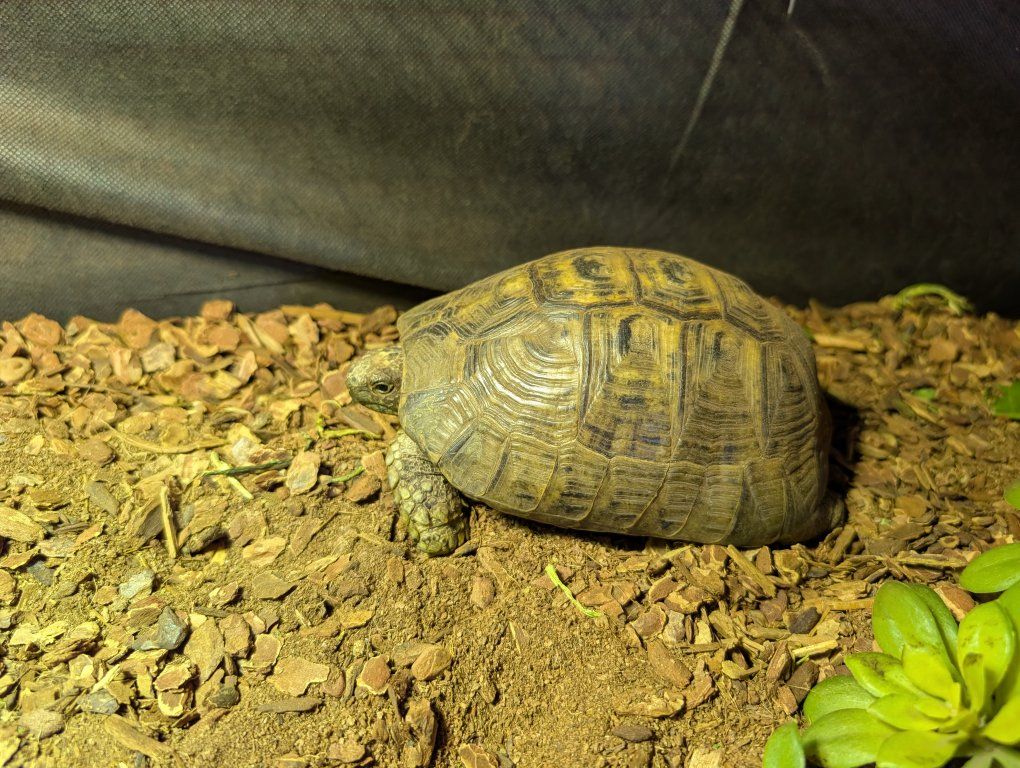 Greek tortoise with tortoise table lights and all other necessary accessories