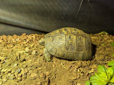 Greek tortoise with tortoise table lights and all other necessary accessories