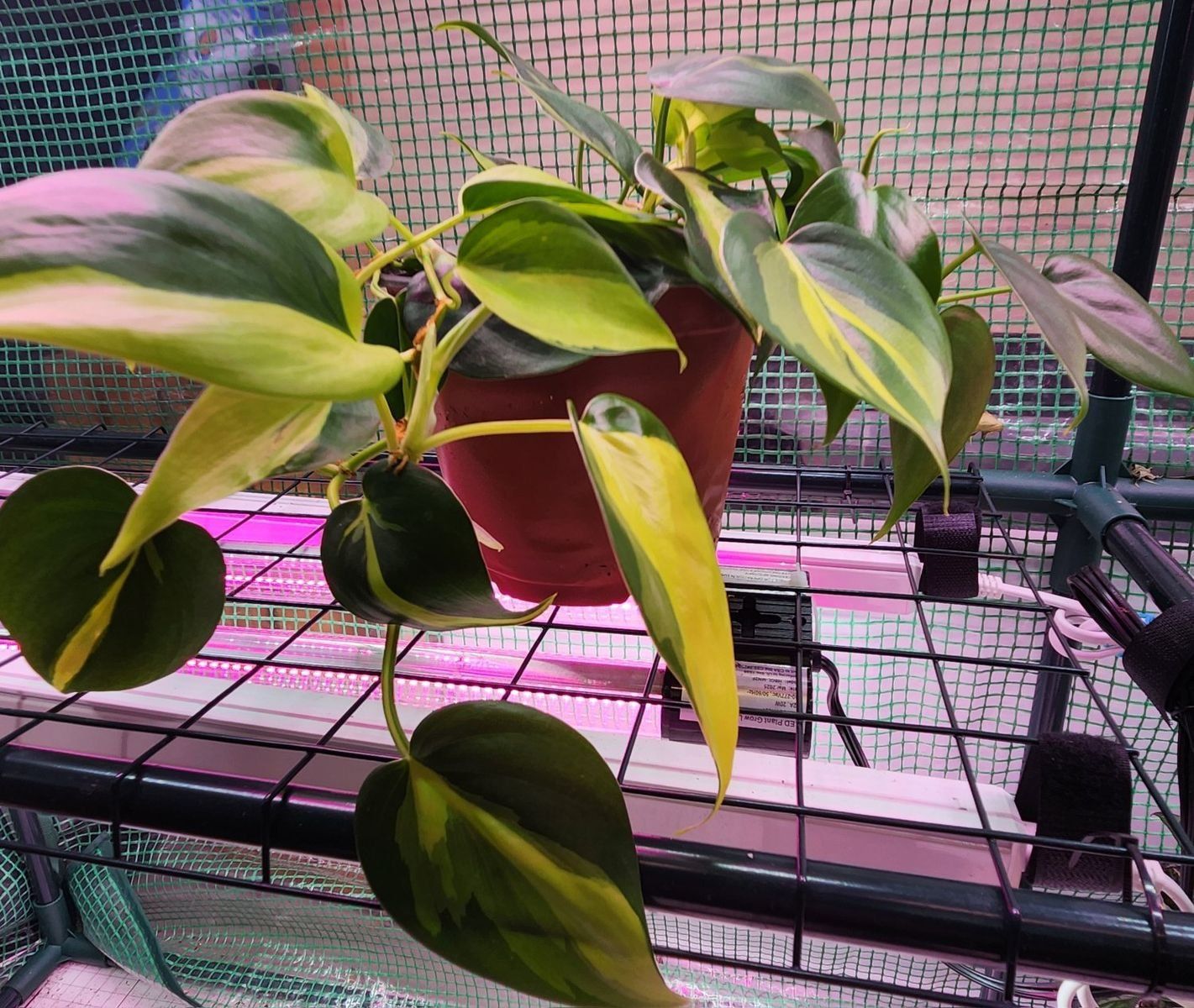 Brasil philo and friends