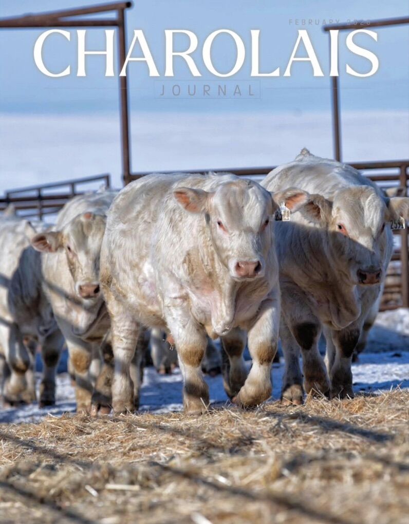 Charolais Bulls