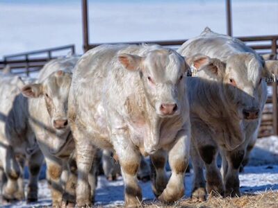 Charolais Bulls