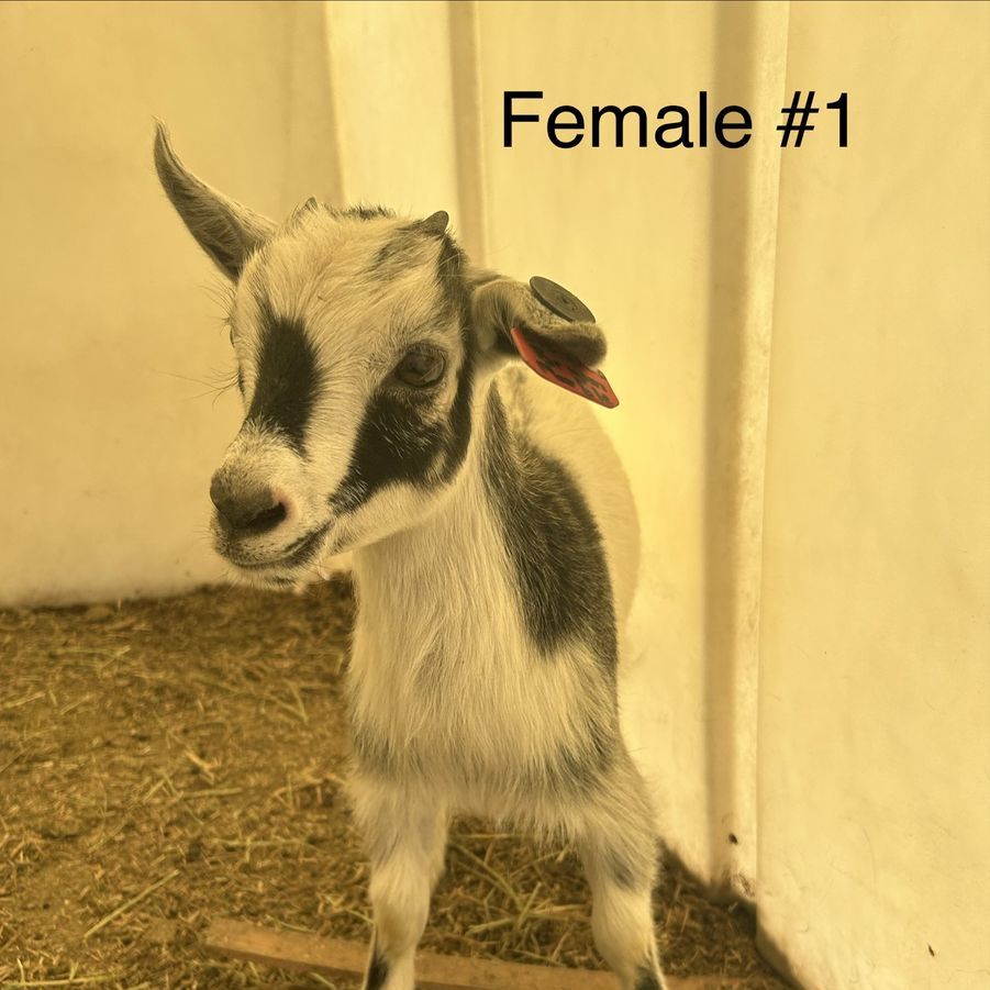 Pygmy/ Nigerian baby goats for sale