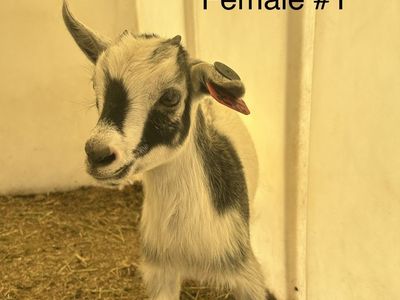 Pygmy/ Nigerian baby goats for sale
