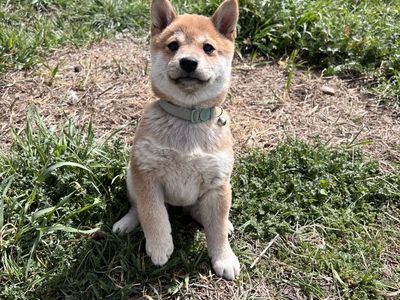 Shiba inu Puppies!