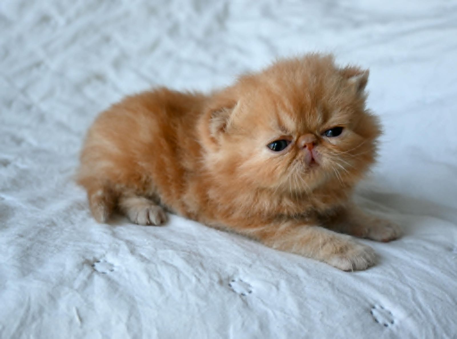 Exotic Shorthair and Persian Male Kittens
