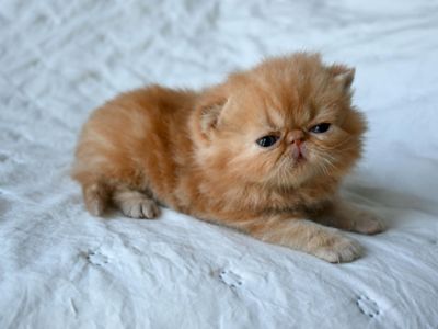 Exotic Shorthair and Persian Male Kittens
