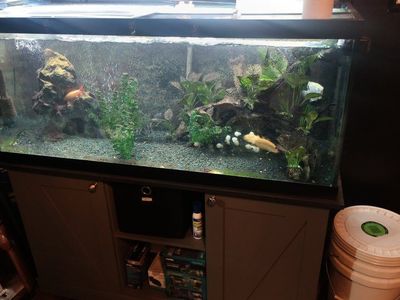 75 Gallon Aquarium