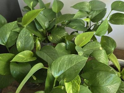 Emerald Green Pothos Plants