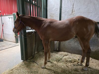 Yearling AQHA gelding