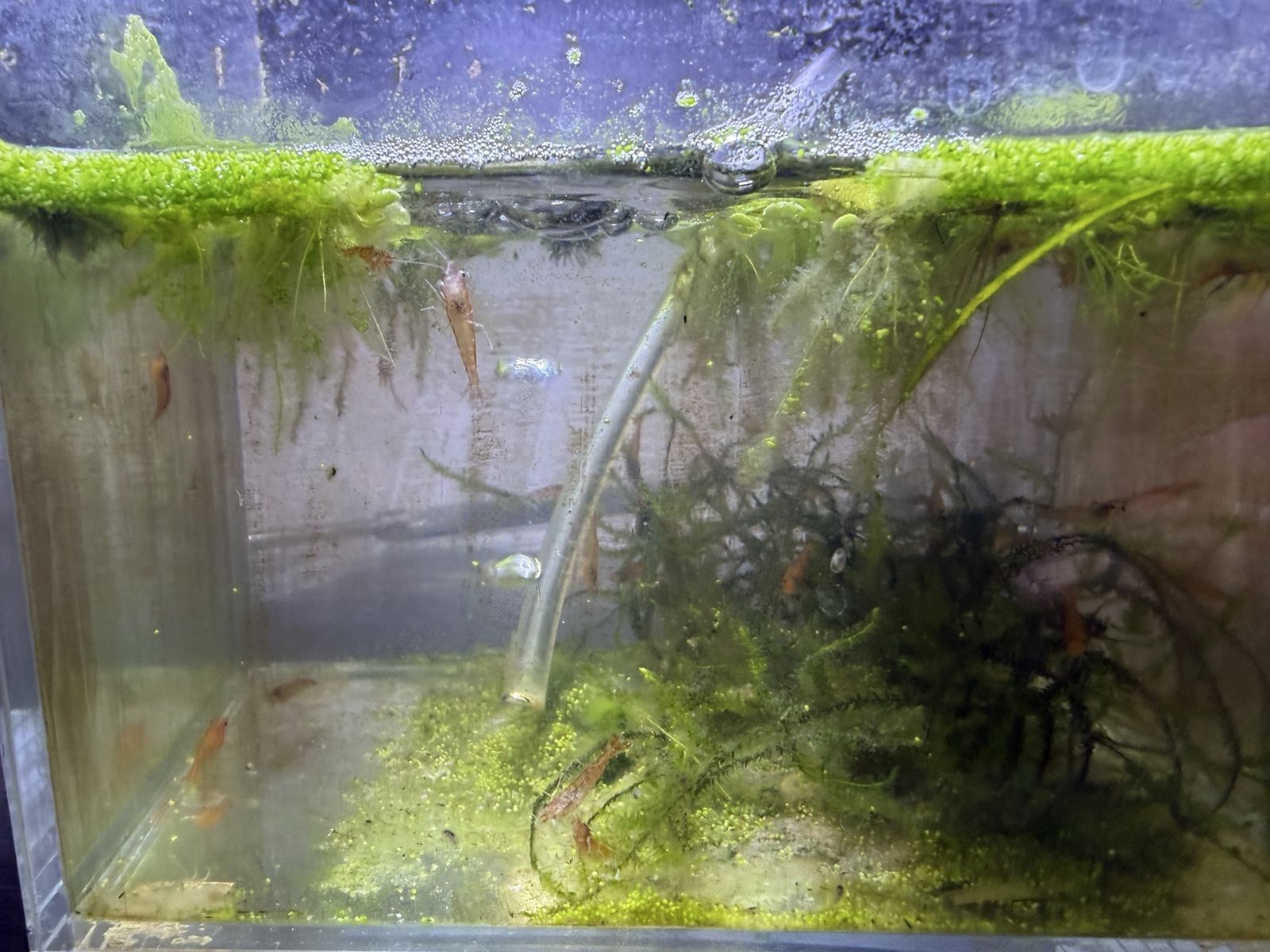 20+ Orange Neocaridina Shrimp Culls