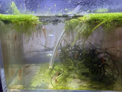 20+ Orange Neocaridina Shrimp Culls