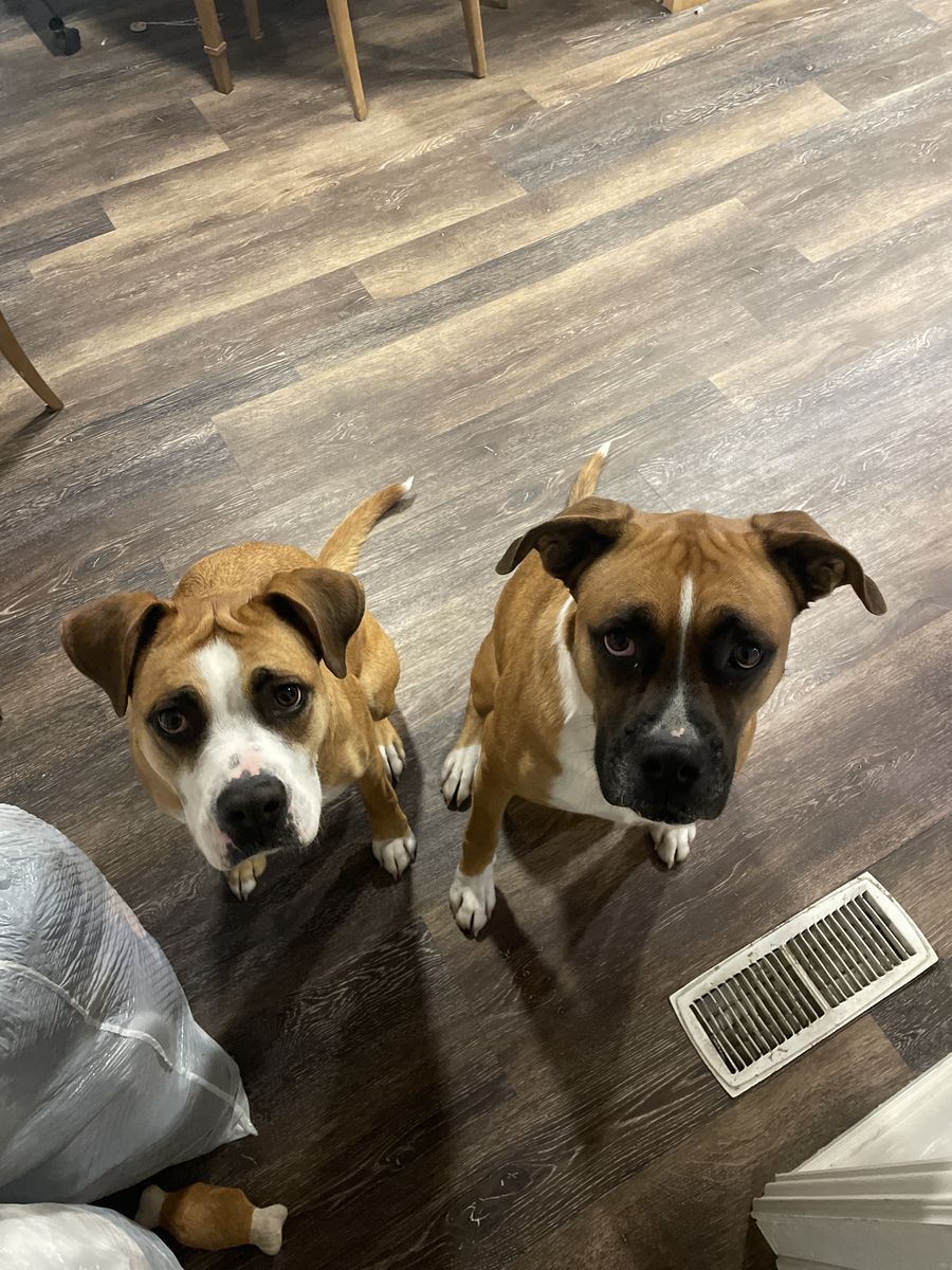Best dogs ever