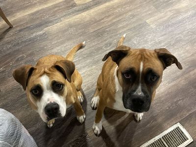 Best dogs ever
