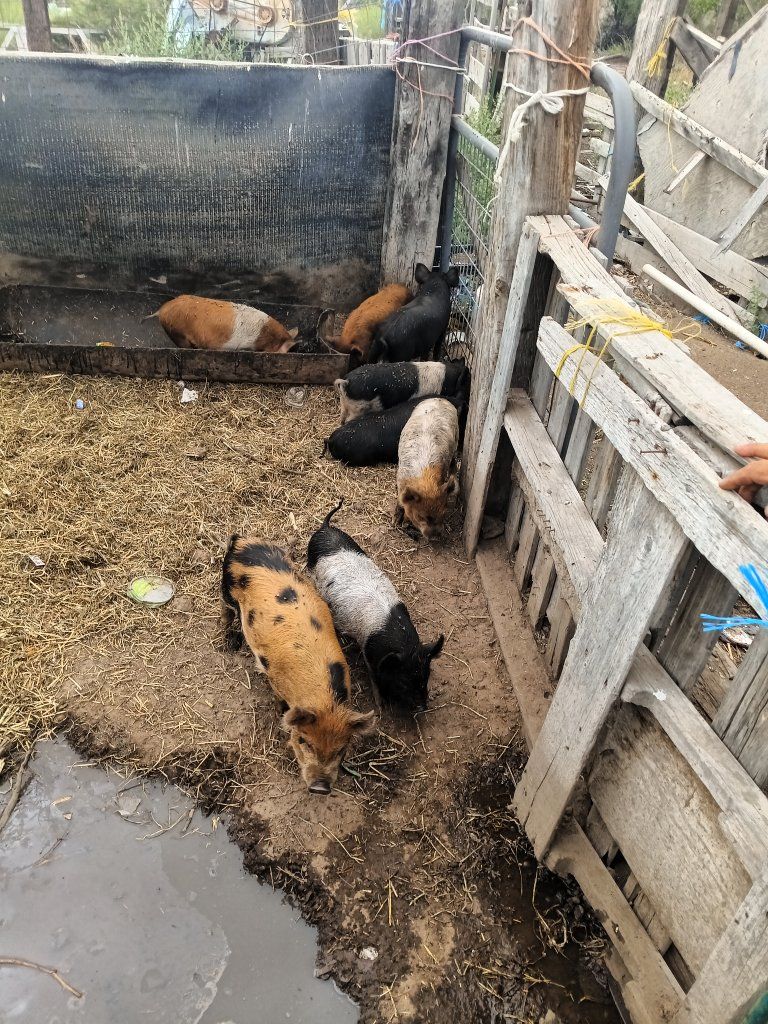 kune kune Hampshire mix Weiner pigs