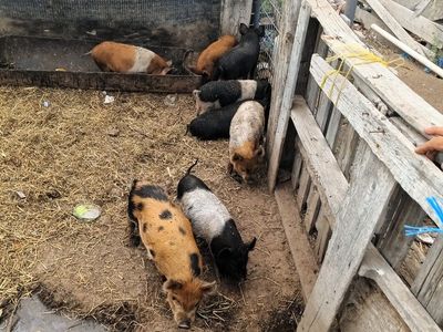 kune kune Hampshire mix Weiner pigs