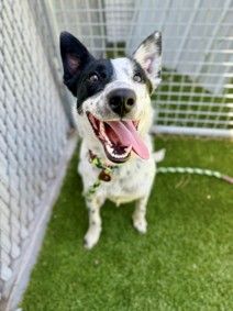 A163954 Brisket, Available for Adoption