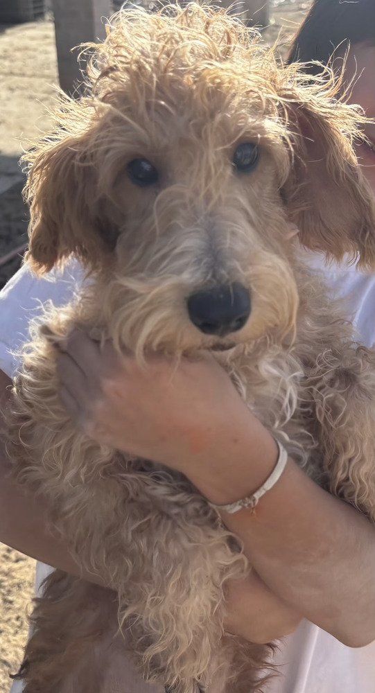 Gatsby the Schnauzer mix