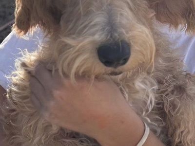 Gatsby the Schnauzer mix