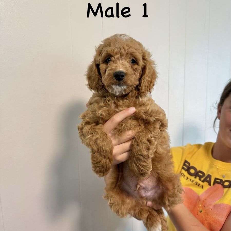 Mini Multigenerational Goldendoodle Puppies - READY NOW - PRICE REDUCED
