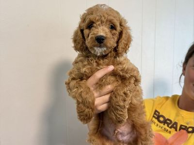 Mini Multigenerational Goldendoodle Puppies - READY NOW - PRICE REDUCED