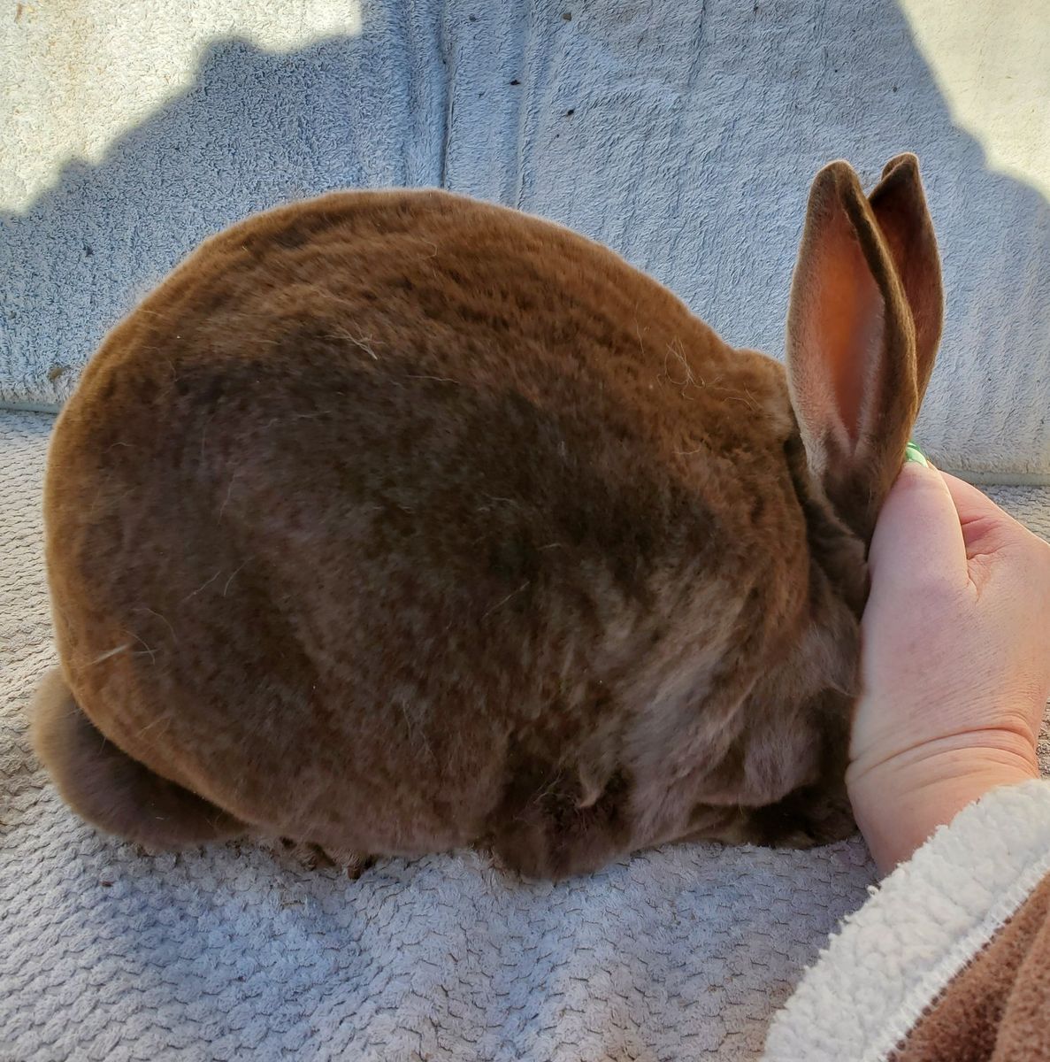 Litter Trained Purebred Mini Rex Doe Chocolate Ott