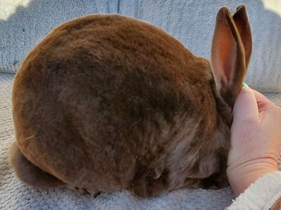 Litter Trained Purebred Mini Rex Doe Chocolate Ott