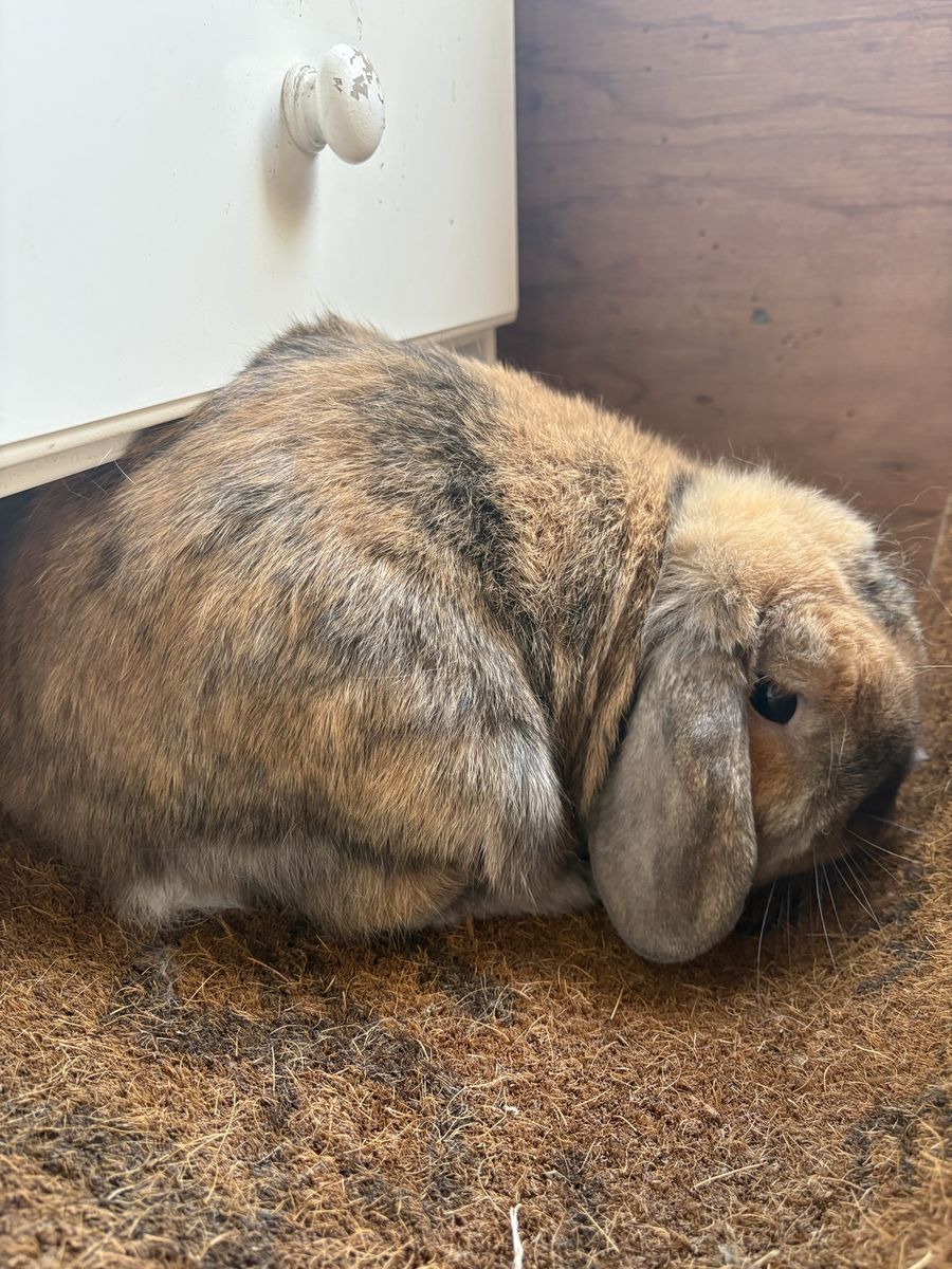 Holland Lop Doe