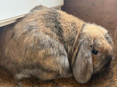 Holland Lop Doe