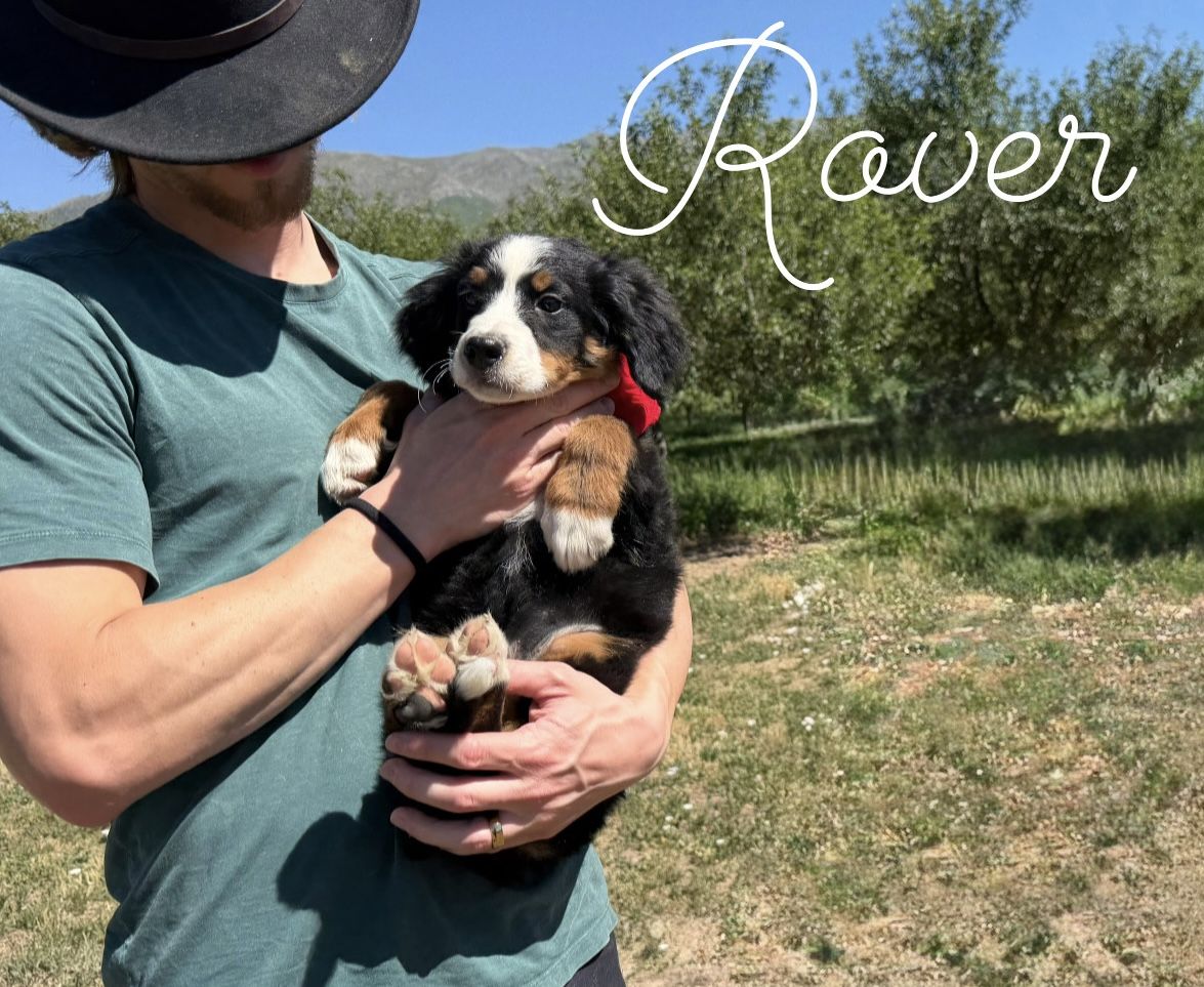 AKC Champion lines - Bernese Mountain Dog puppies