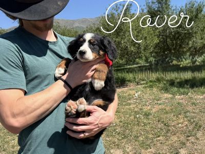 AKC Champion lines - Bernese Mountain Dog puppies