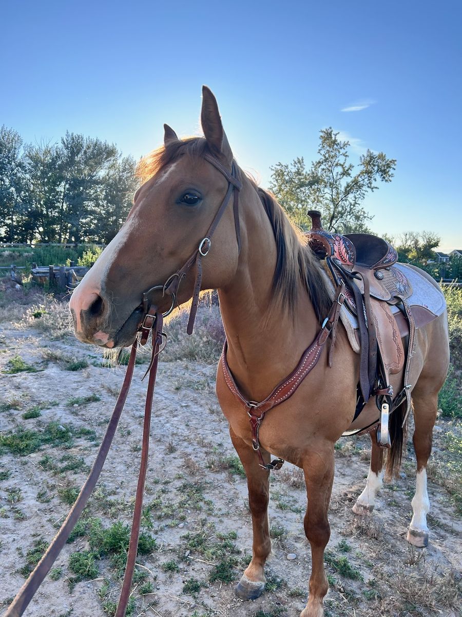 2020 AQHA Registered Dun Mare - CB LEGACYS SUNSHINE