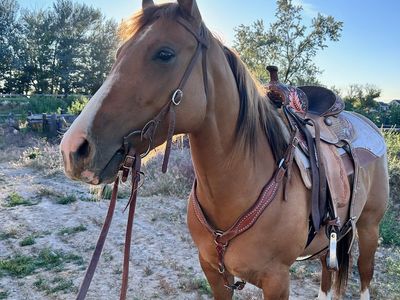 2020 AQHA Registered Dun Mare - CB LEGACYS SUNSHINE