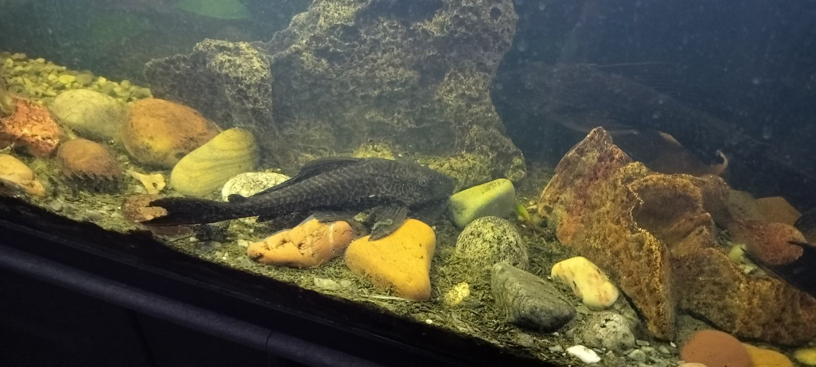 3 plecos fish.
