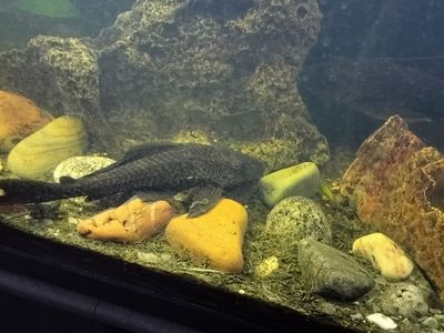 3 plecos fish.