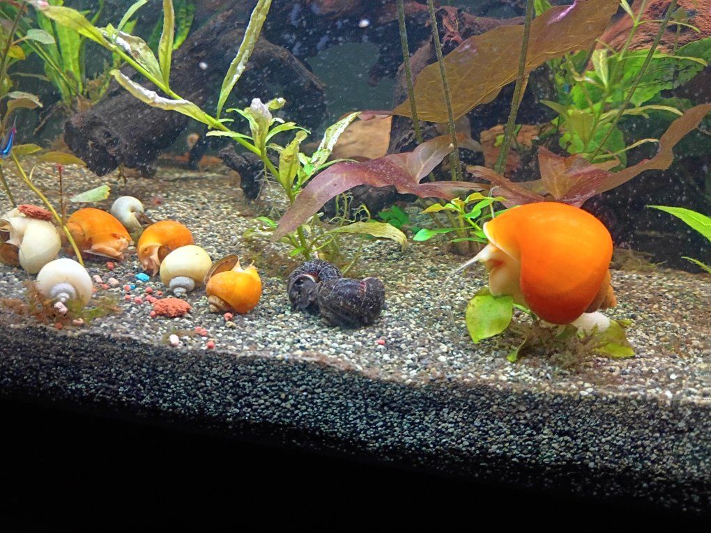 Mystery Snails