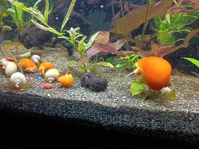 Mystery Snails