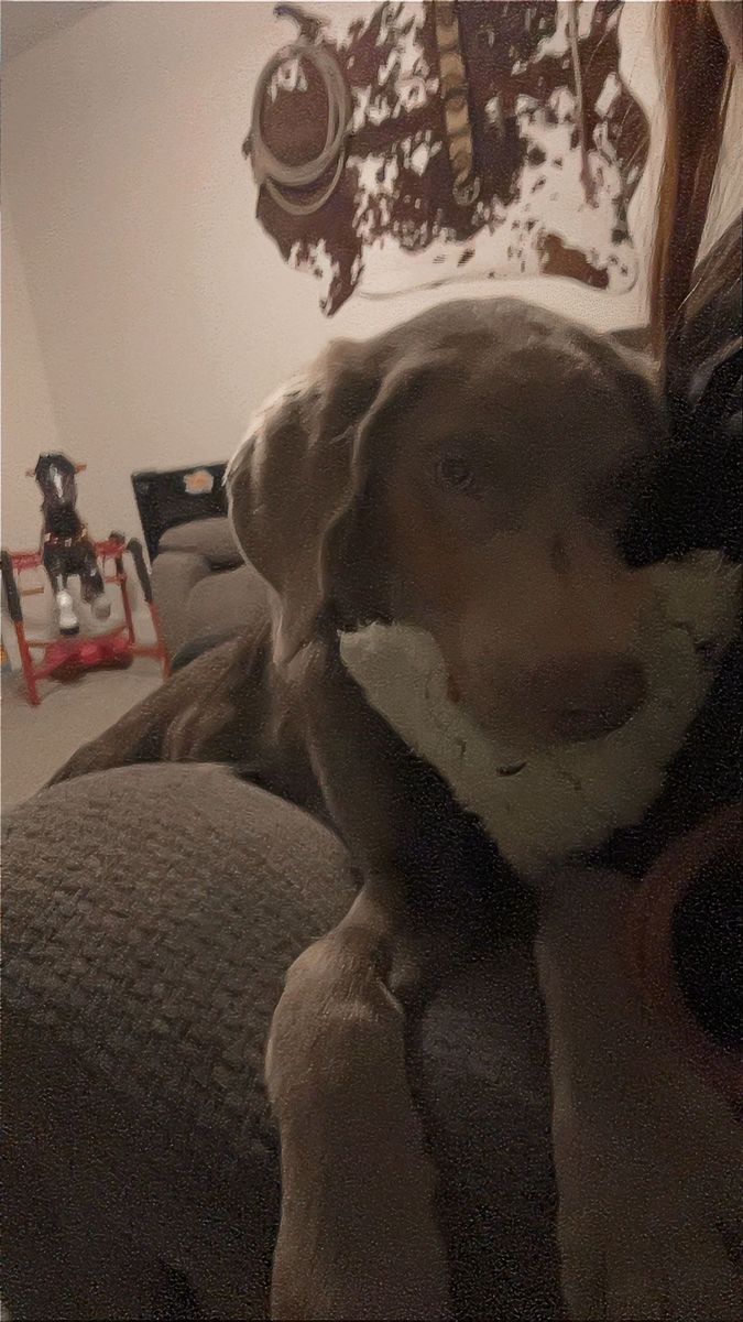 Pure Bred silver lab