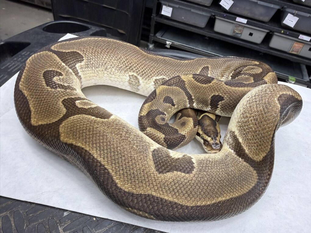 Breeder And Ready To Breed Sale!