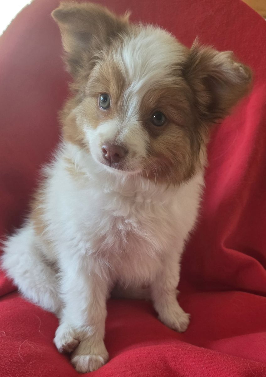 Papillon mix