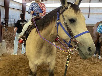 Kid horse