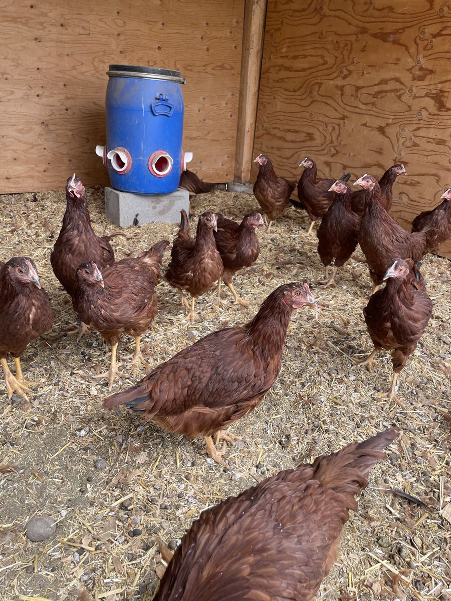 15 Week Old Production Red’s