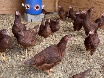 15 Week Old Production Red’s