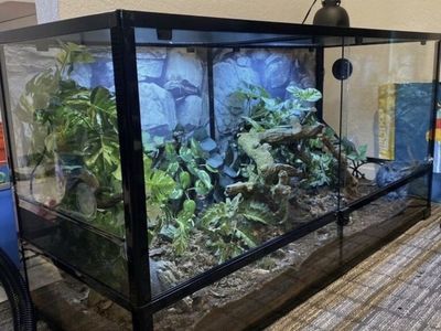 90 Gal Bioactive With Snakes
