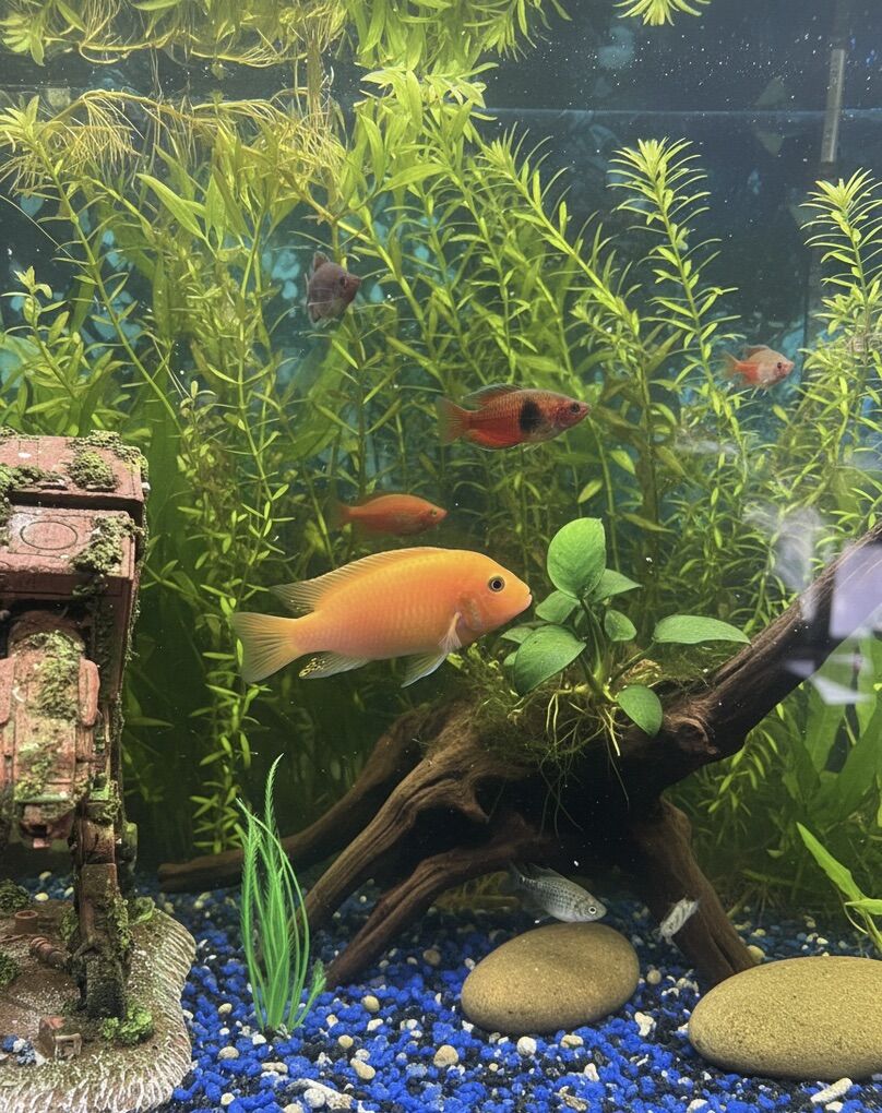 Red Zebra Cichlid/TRADE