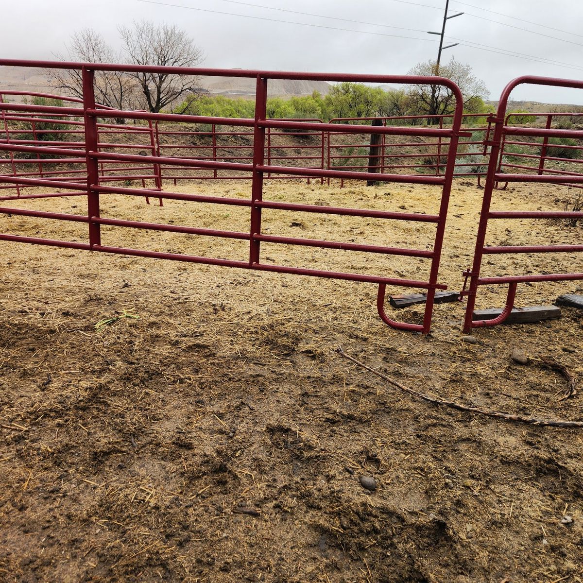 Tarter round pen horse/cattle panels