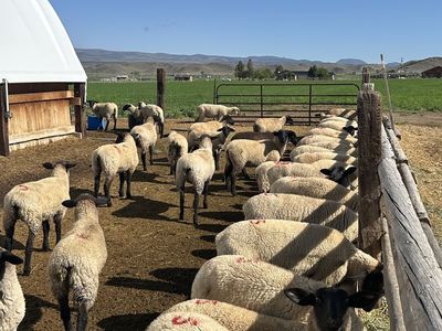 Suffolk ewe lambs