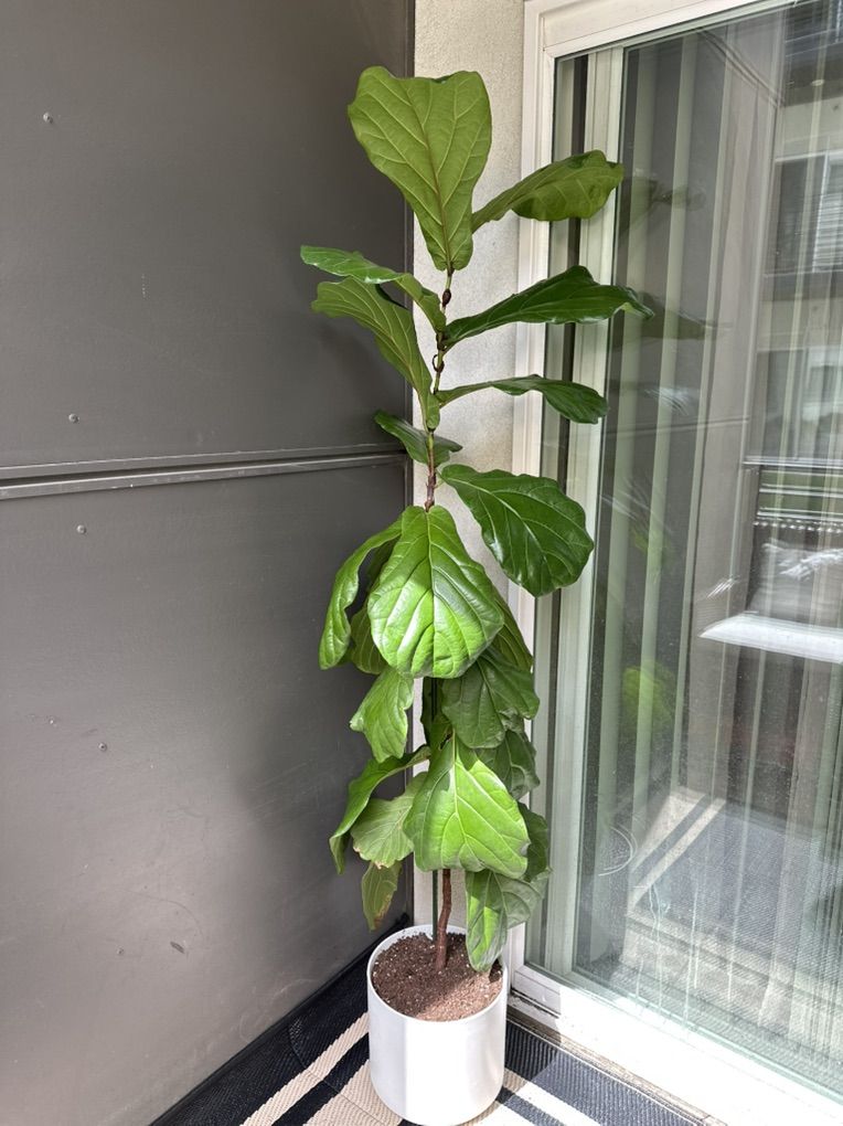 6 Ft Tall Fiddle Leaf Fig Tree