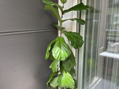 6 Ft Tall Fiddle Leaf Fig Tree