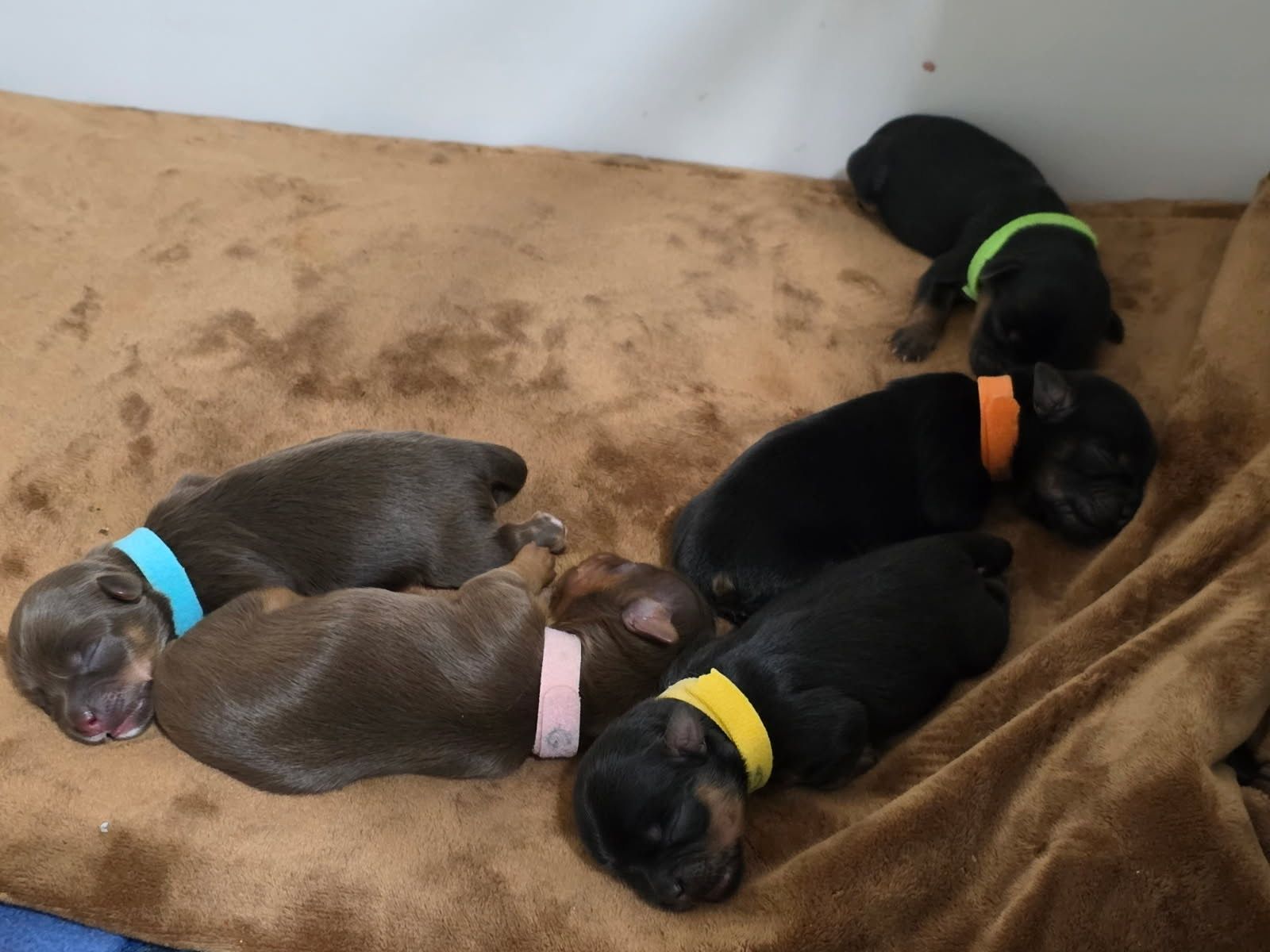 SHORKIES FOR SALE!!
